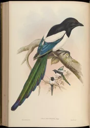 Pica bactriana = Pica pica bactriana